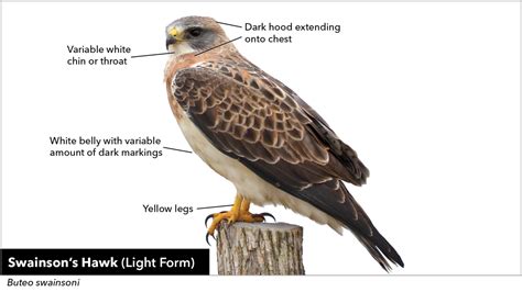 Sample Lesson: Hawk and Raptor Identification | Bird Academy • The ...