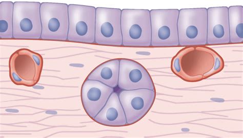 Apical And Basal Surfaces