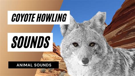 Coyote Howling Sounds Like - coyote sounds | coyote howling - YouTube
