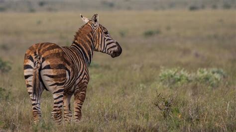 Premium Photo | Zebra herd africa