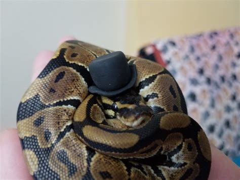 pictures of baby ball pythons - blendervideoeditortutorial