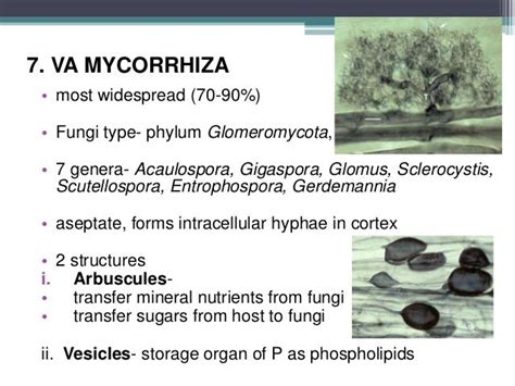 Arbuscular mycorrhiza