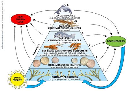 Trophic levels – Fishionary