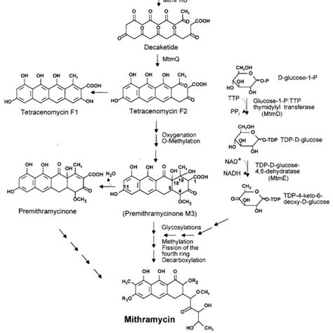 Proposed pathway for the early steps in the biosynthesis of mithramycin... | Download Scientific ...