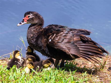 Female Muscovy Ducks (Male vs Female Identification) | Birdfact