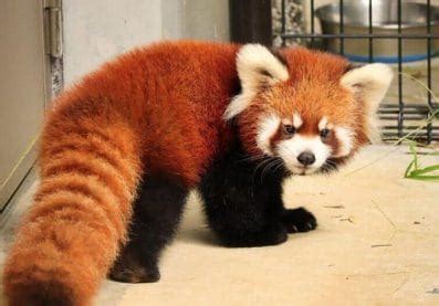 80 Most Popular Red Panda Names - PetPress