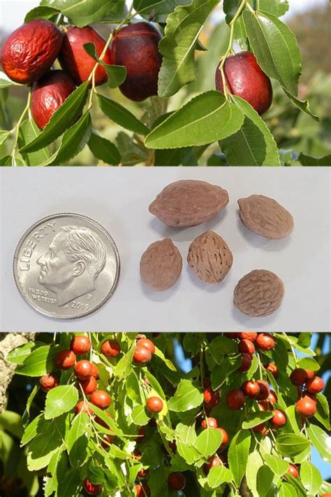 Jujube Seeds - Ziziphus jujuba | Trifecta Botanicals