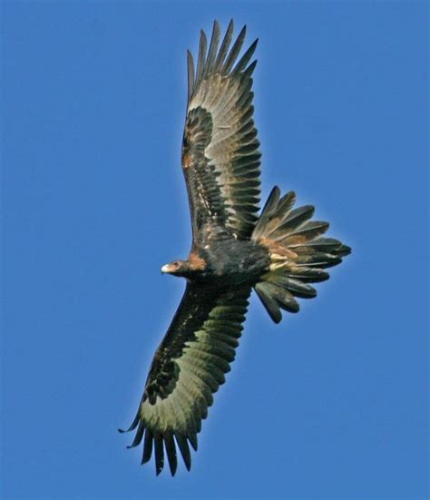 Observations - Wedge-tailed Eagle