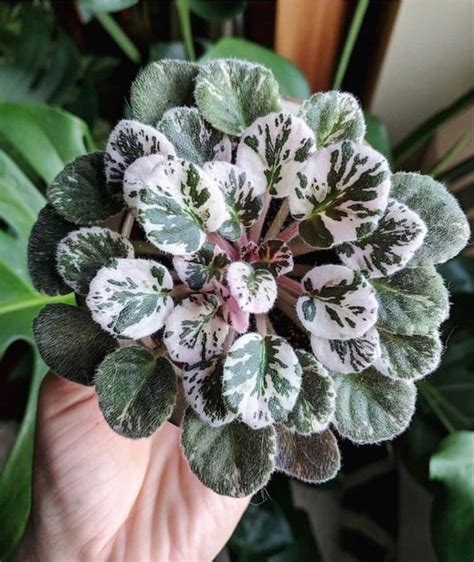 10 Variegated African Violet Seeds Indoor House Plant - Etsy