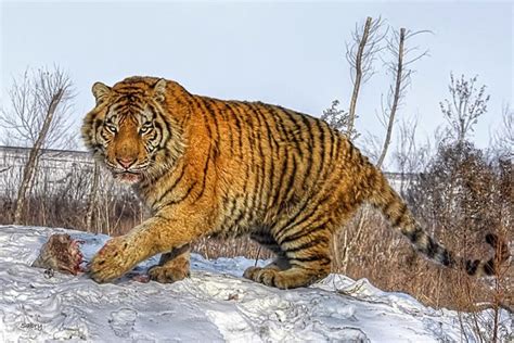 26 Spectacular Pictures Of Siberian Tigers In Their Natural Habitat