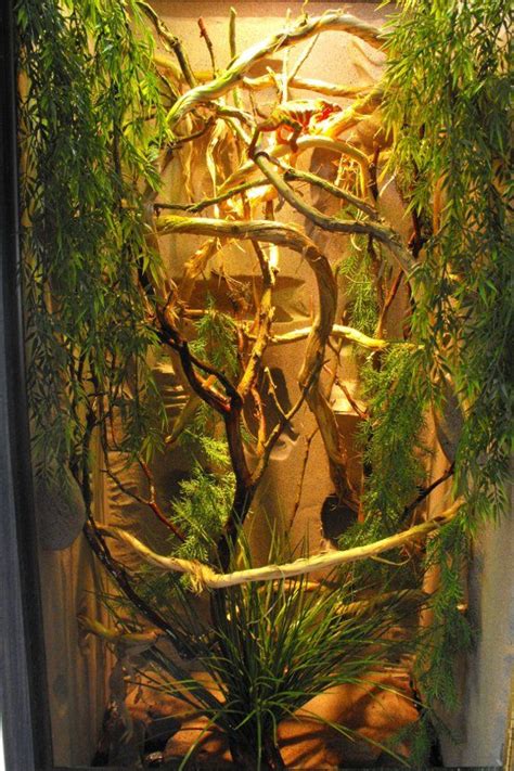 Chameleon enclosure | Chameleon enclosure, Chameleon cage, Chameleon terrarium