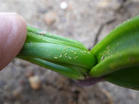 Thrips know their onions | News from AA Farmer