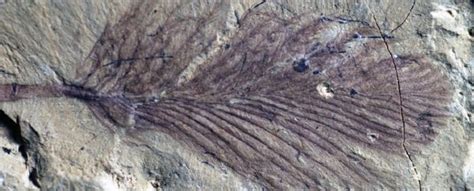 Gorgeous Collection of Fossil Feathers Reveals How Dinosaurs Kept Warm ...