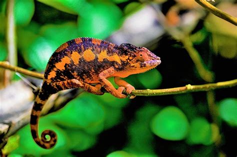 Madagascar This Chameleon - Free photo on Pixabay