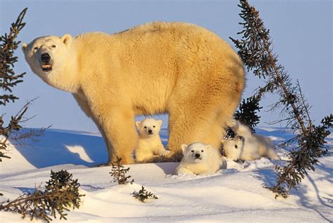 Polar Bear and Cubs