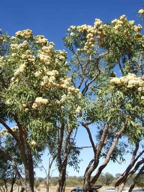 Desert Bloodwood Tree - The Ausie Desert