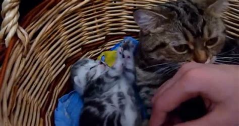 Adorable Mom cat hugs a baby kitten - Videos - Metatube