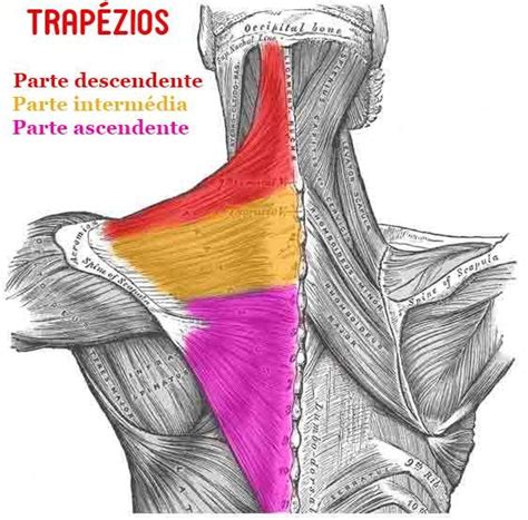 Dor no trapézio | Músculo, Anatomia muscular, Músculos do ombro