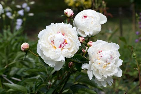 Growing White Peony Plants – Choosing White Peony Flowers For The Garden