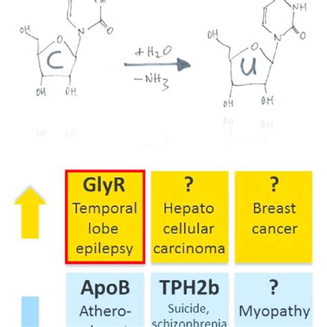 | Principles of C-to-U RNA editing. The hand-drawing top left provides... | Download Scientific ...