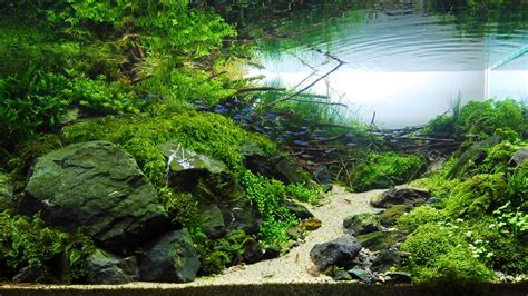 Aquascape Wallpaper 4k (#3098962) - HD Wallpaper & Backgrounds Download