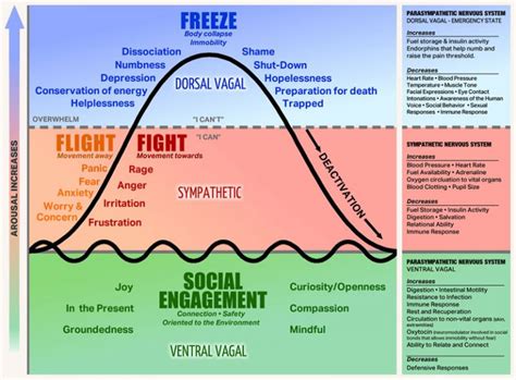 The Polyvagal Theory - Thrive Together Healing Arts