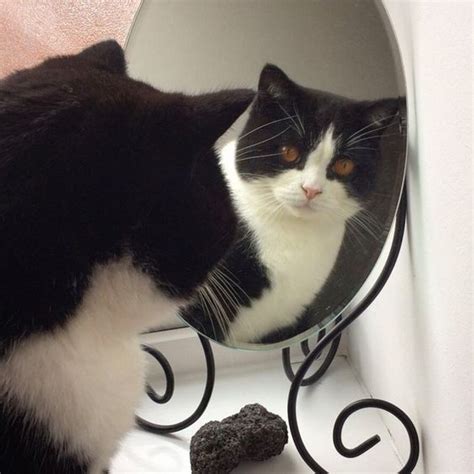 Cats And Mirrors Are Hilarious [VIDEO] - CatTime | Cats, Beautiful cats ...