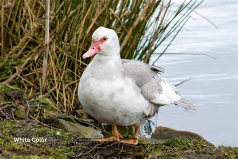 Muscovy Duck Colors: What Colors Are Muscovies?