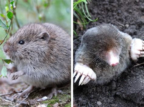 Voles vs. Moles: How are They Different?