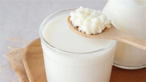 Can Dogs Have Kefir? How Good Is It? - WeWantDogs