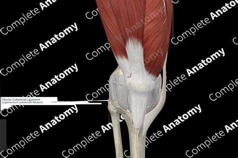 Fibular Collateral Ligament | Complete Anatomy