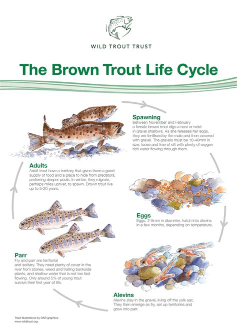 Trout Lifecycle | Wild Trout Trust