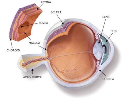 Fovea Centralis - myeyepage.weebly.com