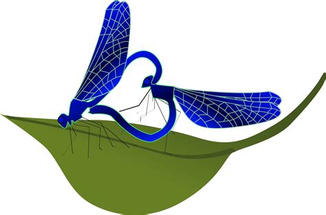 Clipart - coupling dragonfly