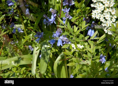 Spanish Bluebells in an English Country garden Stock Photo - Alamy