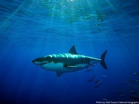 Interesting facts about great white sharks | Just Fun Facts