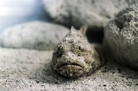 First aid for bites and stings: Stonefish and other stinging fish - myDr.com.au