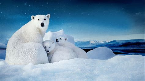 HD wallpaper: Movie, To The Arctic, Animal, Baby Animal, Bear, Cub, Cute | Wallpaper Flare