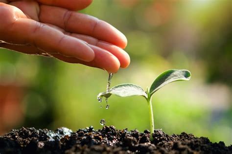 Premium Photo | Watering young plant in garden for care new life