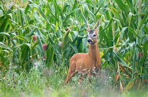 Deer Corn Stock Photos, Pictures & Royalty-Free Images - iStock