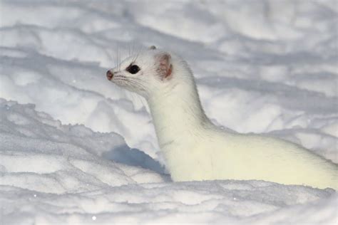 Stoat Animal Facts | Mustela Erminea | AZ Animals