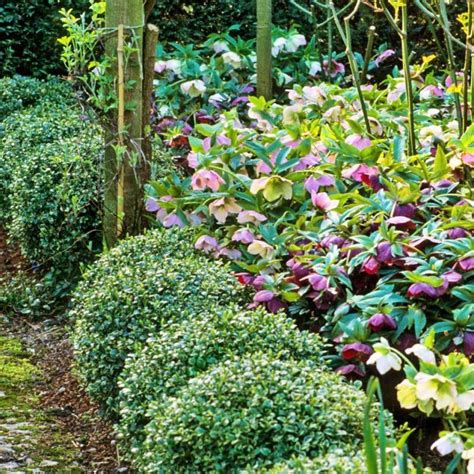 Perennial plants for evergreen borders