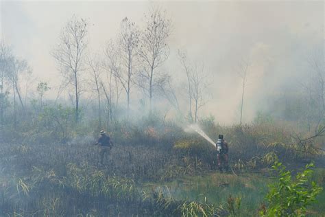 Malaysia: 2,940 forest, bush fire outbreaks recorded in 10 days | News ...