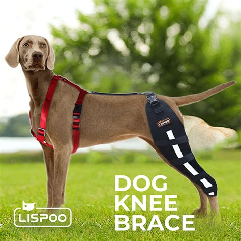 Dog Knee Brace Reviews at Emmett Wilkerson blog