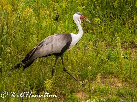 Wattled Crane | Wattled Crane at the International Crane Fou… | Flickr