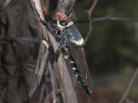 Killer Insect profile: The Assassin Fly | Smithsonian Insider