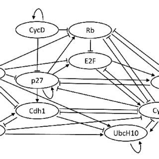 Mammalian cell cycle network. | Download Scientific Diagram