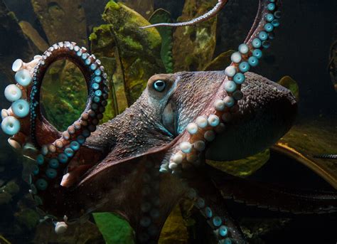 Inky the octopus escapes from New Zealand aquarium - CBS News