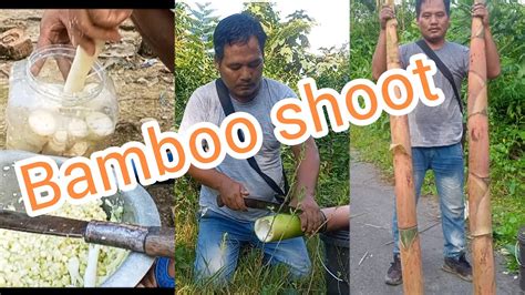 Bamboo Shoot Collection|| Green Forest|| Arunachal Pradesh|| Tribal Food@Greenforestlife - YouTube