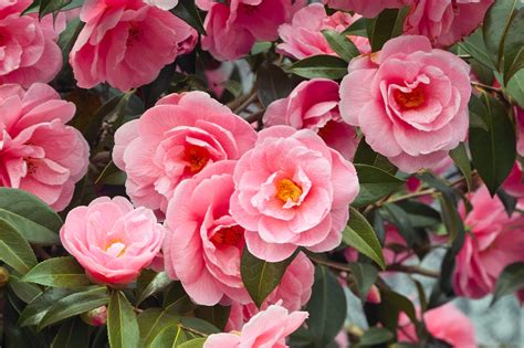 Camellia Japonica 'Common Camellia' Plant Care | Horticulture